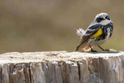Yellow rumped Warbler