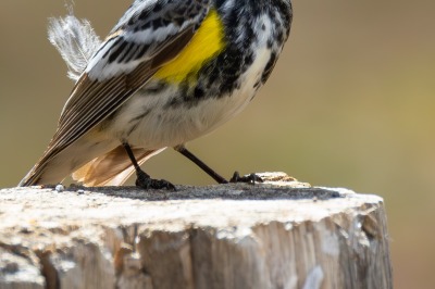 Yellow rumped Warbler