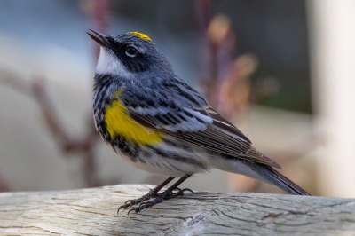 Yellow rumped Warbler