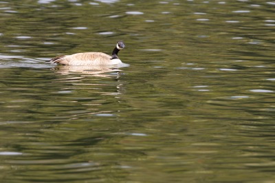 Canada Goose