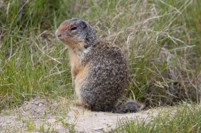 Ground Squirrels