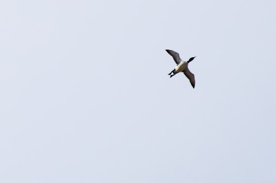 Common Loon 