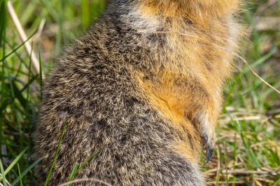 Marmots at Whistler