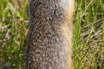 Marmots at Whistler