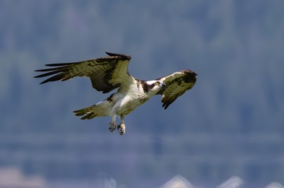 On route to Kelowna, Swan Lake Nature Reserve