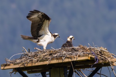 On route to Kelowna, Swan Lake Nature Reserve
