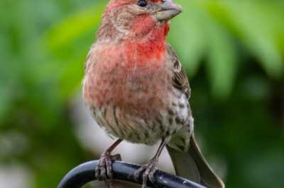 House Finch