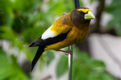 Evening Grosbeak