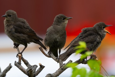Starling