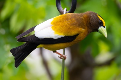 Evening Grosbeak