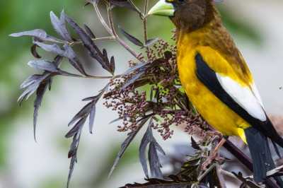 Evening Grosbeak