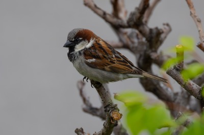 House Sparrow