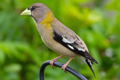 Evening Grosbeak