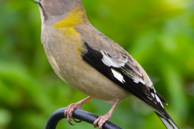 Evening Grosbeak
