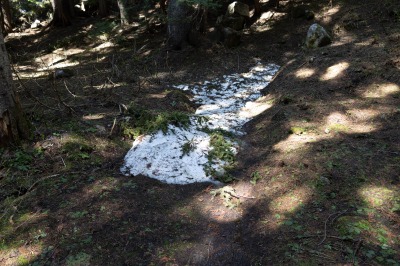 Revelstoke Snowforest