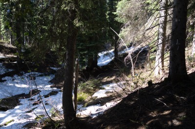 Revelstoke Snowforest