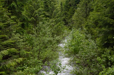 Skunk Cabbage Boardwalk