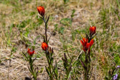 Indian Paintbrush @ Baker Creek