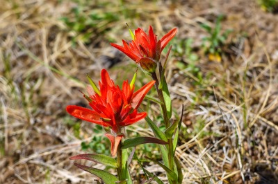 Indian Paintbrush @ Baker Creek