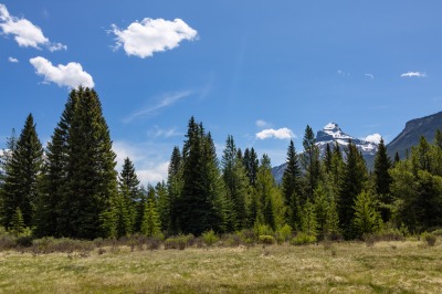 Moose Meadows