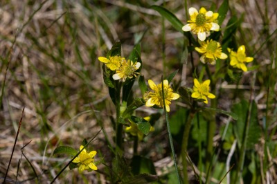 Moose Meadows