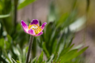 Moose Meadows -