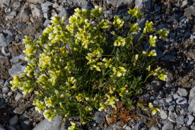 Banff Gonddola