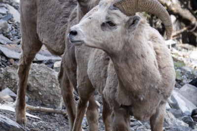 Banff Gonddola