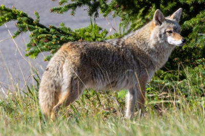 Coyote