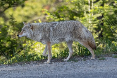 Coyote