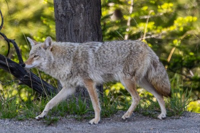 Coyote
