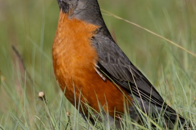 American Robin