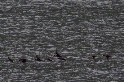 Juneau and Whale watching