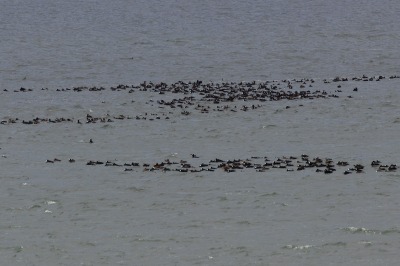 Juneau and Whale watching