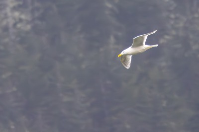 Juneau and Whale watching