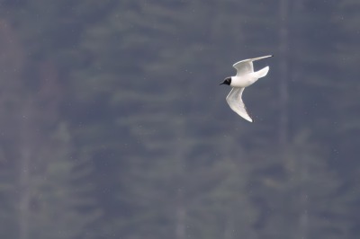Juneau and Whale watching