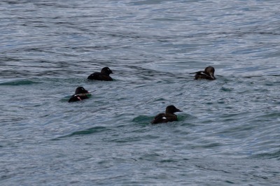 Juneau and Whale watching
