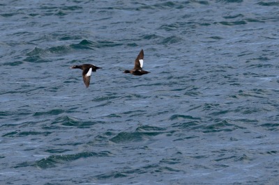 Juneau and Whale watching