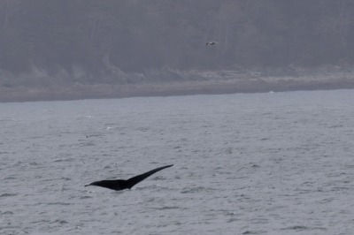 Juneau and Whale watching