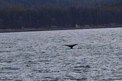 Juneau and Whale watching
