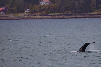 Juneau and Whale watching