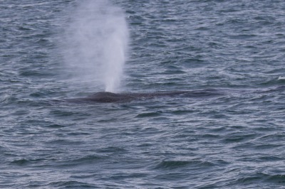 Juneau and Whale watching