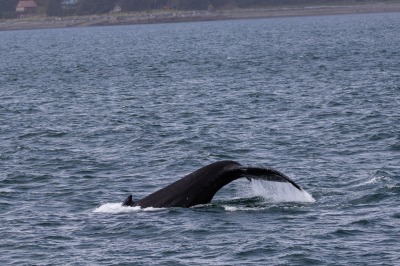 Juneau and Whale watching