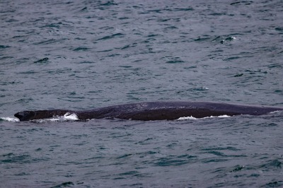 Juneau and Whale watching