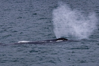 Juneau and Whale watching