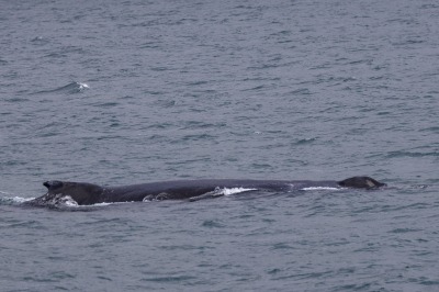 Juneau and Whale watching