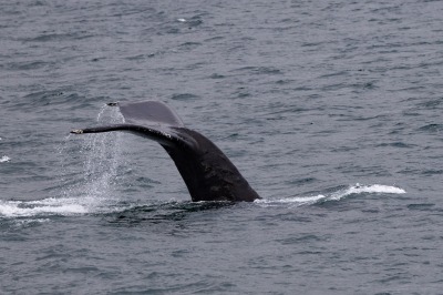 Juneau and Whale watching
