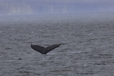 Juneau and Whale watching