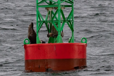 Juneau and Whale watching