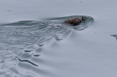 Glacier Bay